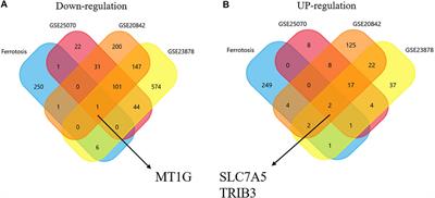 Ferroptosis-Related Gene MT1G as a Novel Biomarker Correlated With Prognosis and Immune Infiltration in Colorectal Cancer